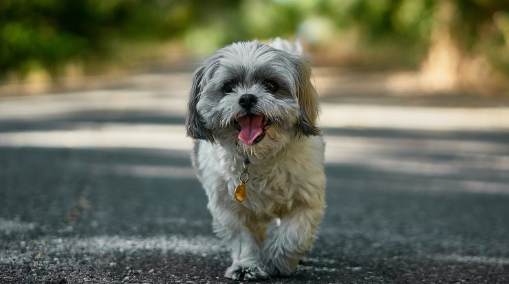 Female Dog Names Cute Baby Names