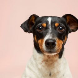 100 Best Unique Dog Names
